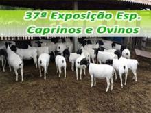 37° Exposição Esp. de Caprinos e Ovinos