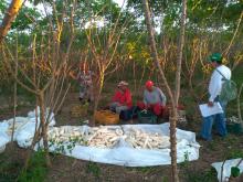 Agricultores de Prado são beneficiados por Plano de Ação Territorial da Mandiocultura